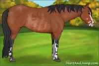 Horse Color:Bay Sabino Rabicano  and Bay Sabino Rabicano 