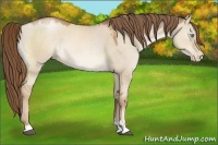 Horse Color:Liver Red Dun Pearl Sabino 