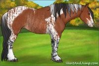 Horse Color:Bay Sabino  and Bay Sabino Tobiano Rabicano 