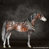 Horse Color:Bay Sabino Rabicano  and Brown Sabino Rabicano 