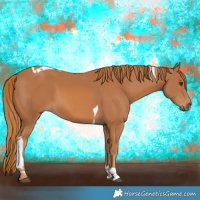Horse Color:Chestnut Tobiano