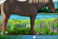 Horse Color:Liver Chestnut 