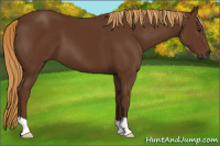 Horse Color:Gray Chestnut 