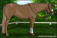 Horse Color:Chocolate Palomino 