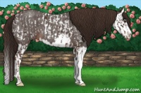 Horse Color:Liver Chestnut Appaloosa  and Liver Red Roan Splash 