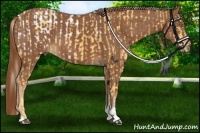 Horse Color:Palomino Blanket  and Chestnut 