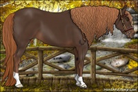 Horse Color:Liver Chestnut 