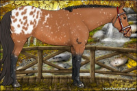 Horse Color:Bay Appaloosa