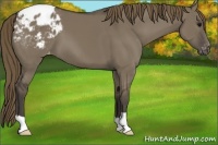 Horse Color:Smoky Grullo Blanket