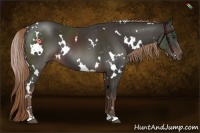 Horse Color:White Spotted Liver Chestnut 