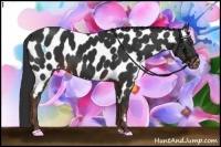 Horse Color:Liver Chestnut Sabino Near Leopard 