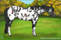 Horse Color:Brown Near Leopard