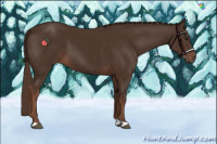 Horse Color:Liver Chestnut 