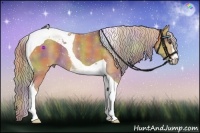 Horse Color:Nacre Palomino Sabino Tobiano 