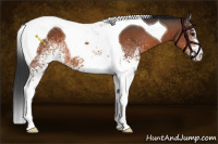 Horse Color:White Spotted Bay Tobiano 