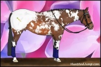 Horse Color:White Spotted Bay Appaloosa