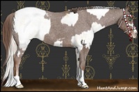 Horse Color:Gold Cream Champagne Sabino Blanket Rabicano  and Liver Chestnut Sabino Snowcap Rabicano 