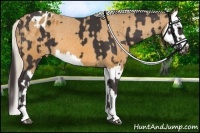 Horse Color:Smoky Black Sabino Appaloosa and Silver Buckskin Splash Appaloosa