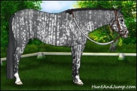 Horse Color:White Spotted Black Sabino and Blue Roan Sabino