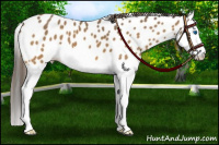 Horse Color:Buckskin Splash Leopard 
