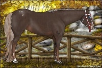 Horse Color:Silver Brown Splash Varnish  and Liver Chestnut Sabino 