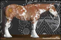 Horse Color:Bay Sabino Rabicano