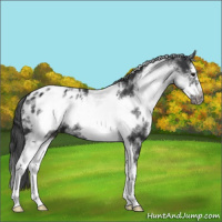 Horse Color:White Spotted Black Splash Frame Appaloosa 