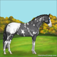 Horse Color:White Spotted Blue Roan Splash Snowcap 