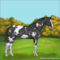 Horse Color:White Spotted Blue Roan Splash Frame Varnish 