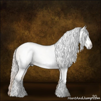 Horse Color:Gray White Spotted Gold Cream Champagne