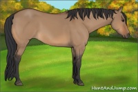Horse Color:Bay Dun 