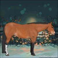 Horse Color:Bay  and Bay 