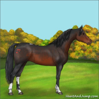 Horse Color:Brown Tobiano 