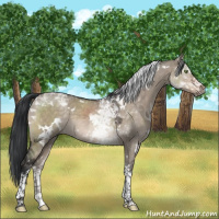 Horse Color:White Spotted Brown Dun Mushroom Tobiano 