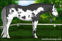 Horse Color:Black Splash Frame