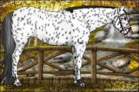 Horse Color:Blue Roan Near Leopard Rabicano