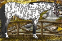 Horse Color:Blue Roan Sabino Appaloosa Rabicano 