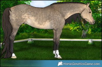 Horse Color:Buckskin Dun 