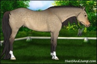 Horse Color:Buckskin Dun
