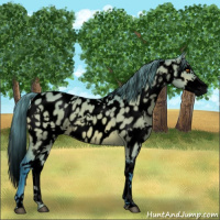 Horse Color:Void Watercolor White Spotted Buckskin Dun Splash Appaloosa