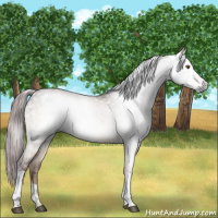 Horse Color:Gray White Spotted Chocolate Brown Dun Brindle