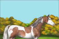 Horse Color:Silver Brown Roan Splash Tobiano Appaloosa 