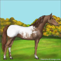 Horse Color:Chestnut Appaloosa 