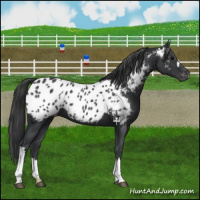 Horse Color:Black Appaloosa 
