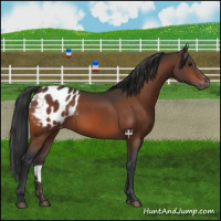 Horse Color:Bay Appaloosa 