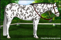Horse Color:Grullo Splash Appaloosa 