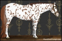 Horse Color:Chestnut Near Leopard 