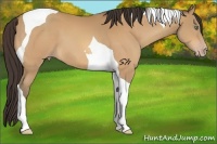 Horse Color:Sable Cream Champagne Tobiano 