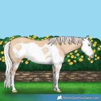 Horse Color:Silver Amber Champagne Dun Splash Frame 