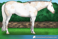 Horse Color:Silver Amber Champagne Dun Splash Frame